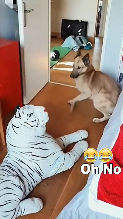 Funny Dogs reaction to being frightened 🐶🐶 #funnyvideos #dog #pet #fyp #dogs #funnydog