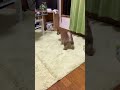 【ハプニング】犬を盗撮してたらまさかの、、、#shorts #shibainu #tiktok