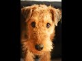 Airedale terrier
