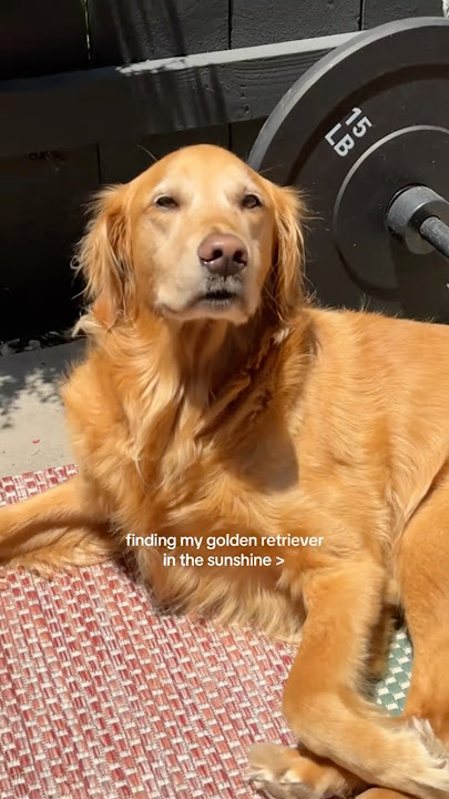 coming home to my golden retriever🩵#goldenretreivers #puppy #retreiver #dogbreed #merle #puppylove