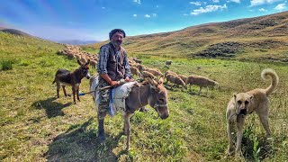 İLK KEZ BÖYLE BİR SÜRÜYLE KARŞILAŞTIM~ MUSA DAYININ KÖPEĞİ KEŞİN KARDEŞİ GİBİ ~ÇOK ŞAŞIRDIM