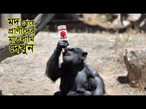 ভিডিও: কিভাবে একটি নেকড়ে বাড়াতে হয়: 13 টি ধাপ (ছবি সহ)