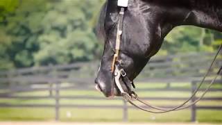 Strangers - Equestrian Music Video