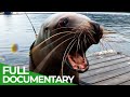 Lions of the Deep | Blue Realm | Free Documentary Nature