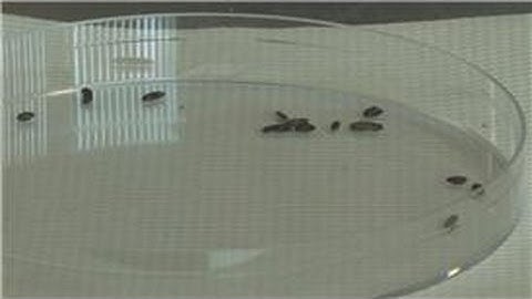 Bats : What Do Bat Feces (Guano) Look Like?