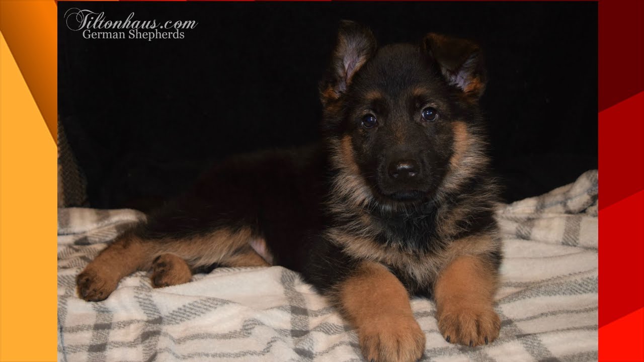 tiltonhaus german shepherds