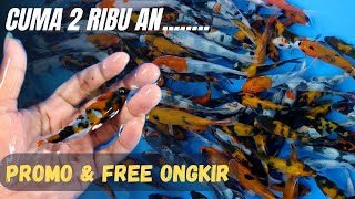 Download Lagu Eps 38‼️ Sikat makkkk,, Rivew bibit ikan koi harga mulai 2ribu an saja 😱🥰 MP3