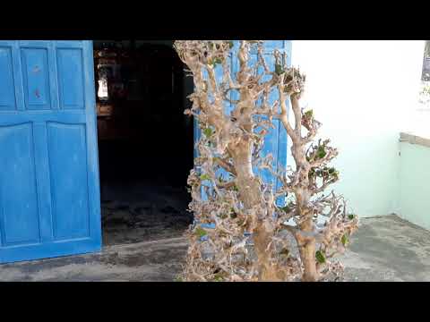 Video Sơn trắng cây chi tán siêu già..Giá 450k lh... - youtube