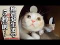 お昼寝中に突然地震が来た時の猫がこちら...