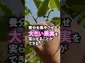 ゴールデンウィークから始まる摘蕾作業（てきらい）柿の摘蕾の効果とは？