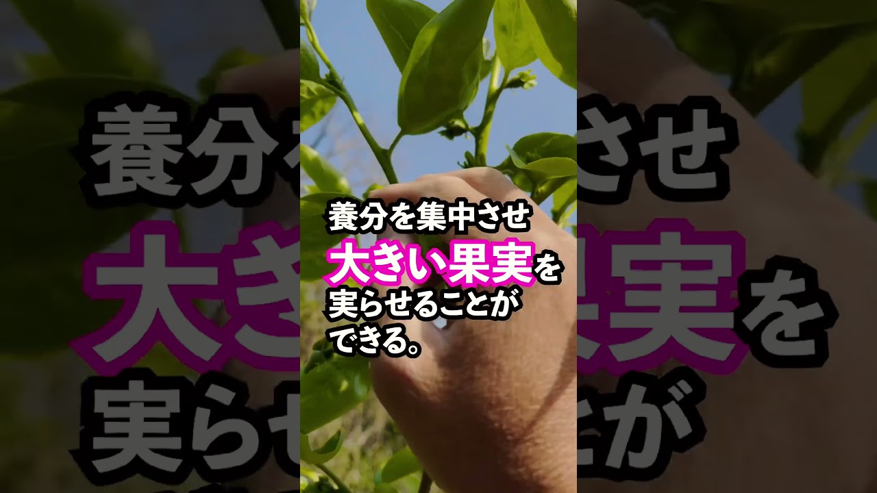 ゴールデンウィークから始まる摘蕾作業（てきらい）柿の摘蕾の効果とは？
