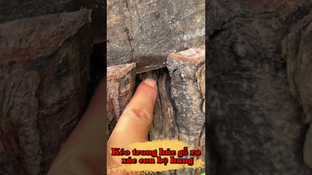 Kéo trong húc gỗ ra xác con bọ hung
