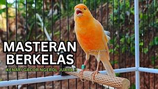 Kenari Gacor Ngerol Sampai Tuntas – Cocok untuk Isian & Pancingan  Kenari PAUD AGAR BUNYii!