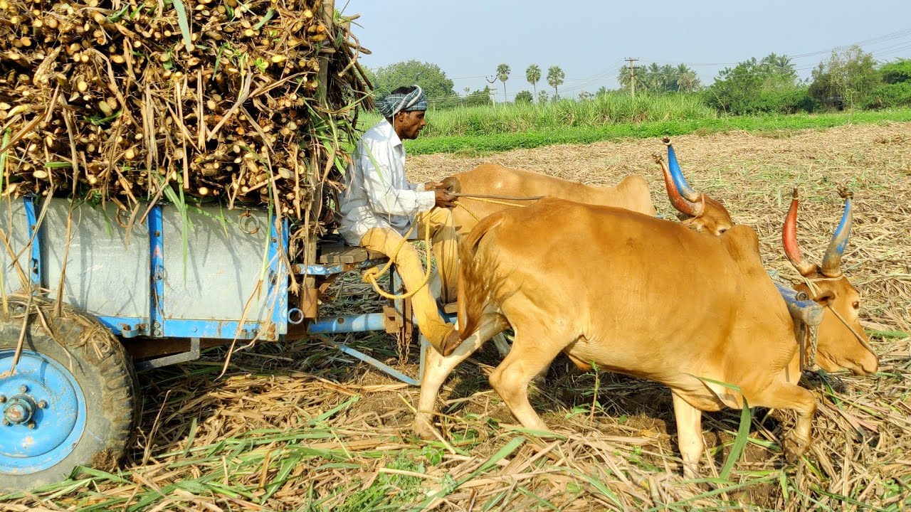 Bullock cart mud ride in heavy load sugarcane stuck | bull pulling performance