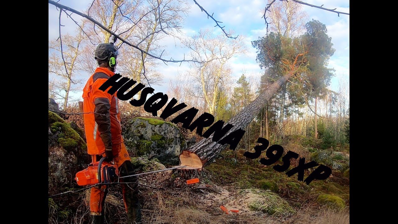 HUSQVARNA 395XP FELLING TREE - YouTube