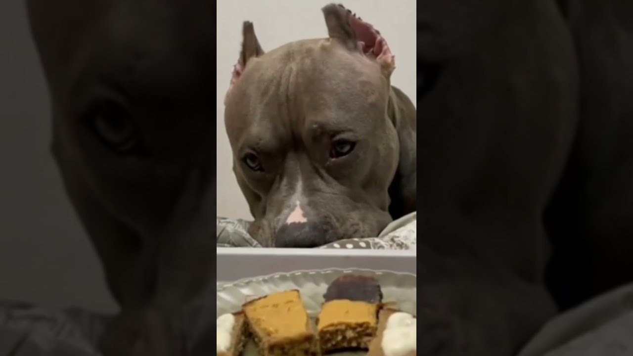 Удивительные животные !!! 