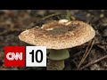 Midwest Flooding and Mycelium Innovations