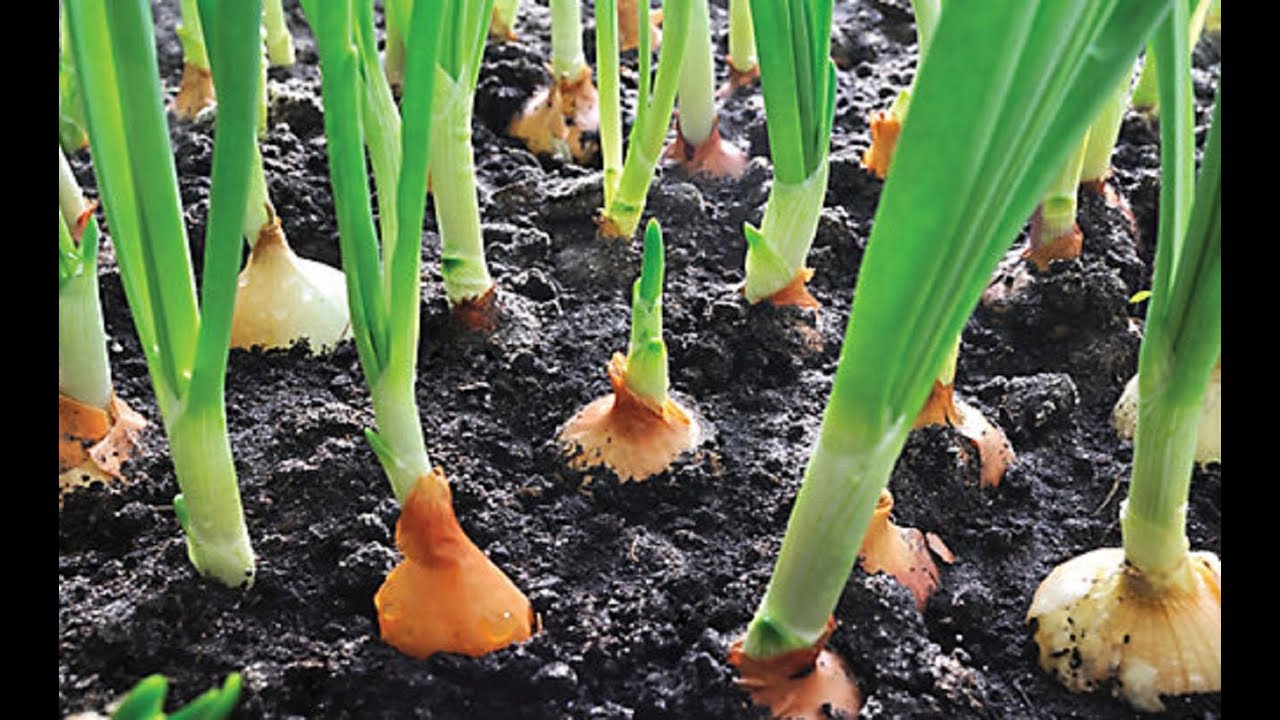 The importance of the method of planting onion cultivation YouTube