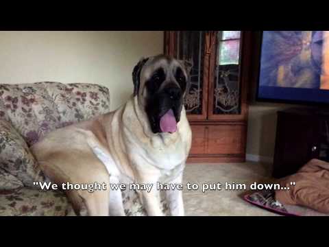 extend pet joint care