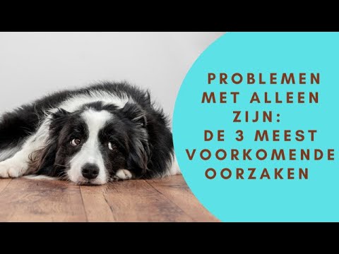 Video: De 3 meest voorkomende hondentrainingsproblemen en hoe ze op te lossen