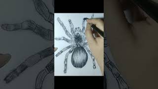 tarantula drawing 🕷️ | #darkpencilart #art #fyp #sketch