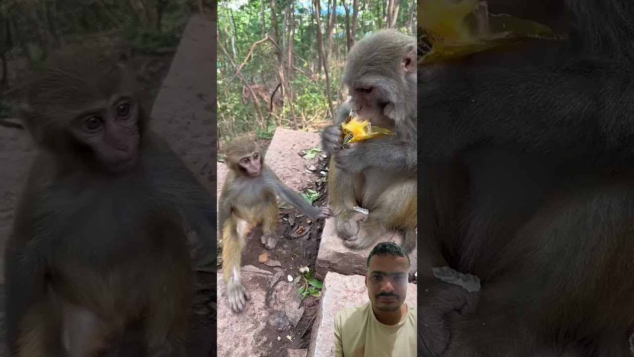 Cute monkey waiting food 