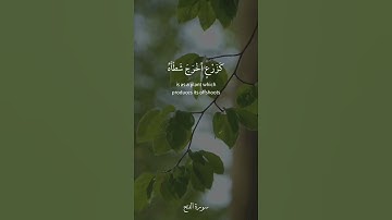 محمد رسول الله والذين معه أشداء على الكفار رحماء بينهم #سورة #الفتح #فارس_عباد #قرآن_كريم #quran
