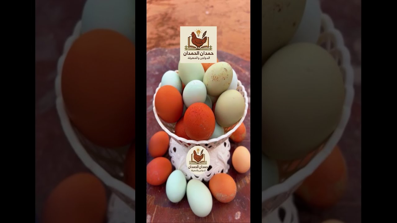 يومياتي عند الدجاج/عن تطعيم الدجاج