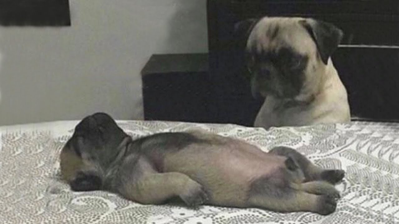 No Mires Estos Animales Graciosos o Reías Mucho 🤣