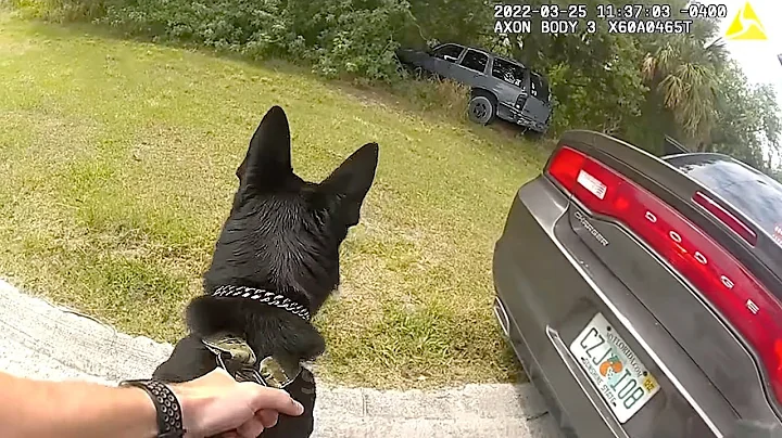 Craziest Police K9 Takedowns Caught on Camera - Part 2