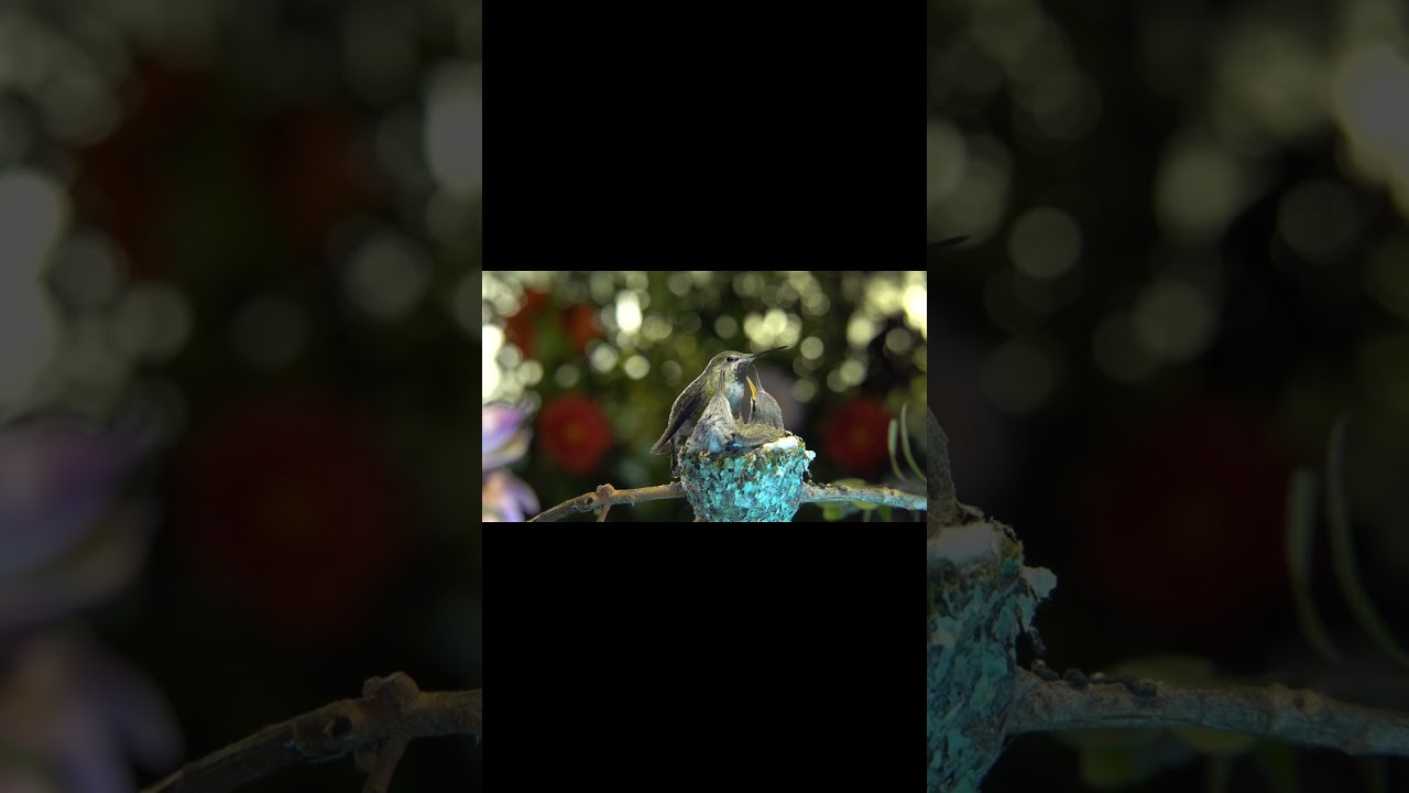 bird toching a col #shorts