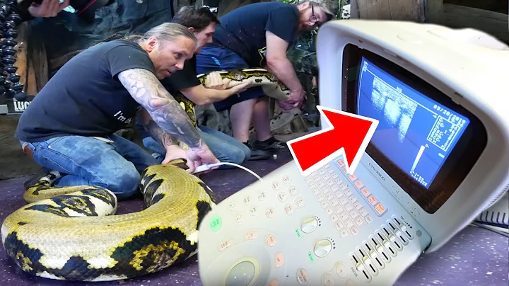 ULTRASOUNDING MY 20 FOOT GIANT SNAKE FOR EGGS!!| BRIAN BARCZYK