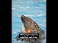 dolphins circle swimming