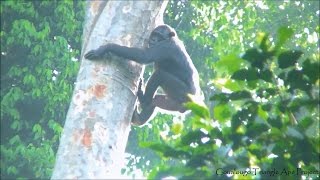 Male Chimpanzees Slide Down from the Goualougo Treetops
