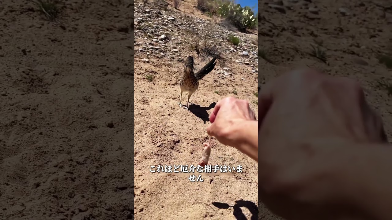 Roadrunner: Coyotes Aren't Even Worth the Effort - YouTube