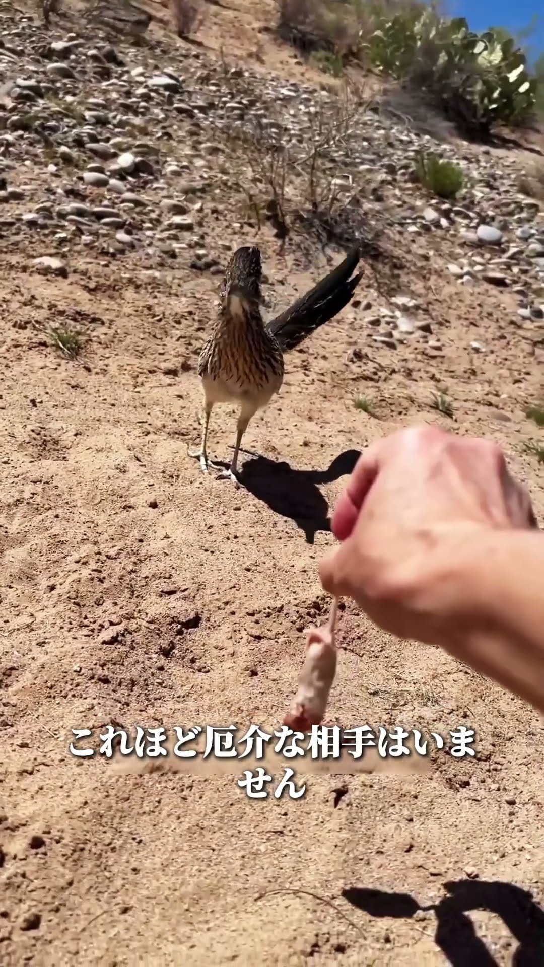 Roadrunner: Coyotes Aren't Even Worth the Effort - YouTube