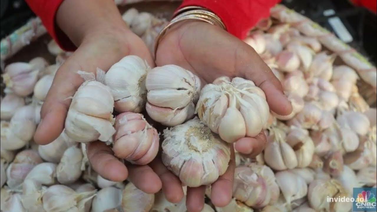 Garlic for Health ,how to consume it and store it YouTube