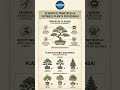 Real Science Behind Bonsai Trees 🤯 How They Stay Tiny Forever!