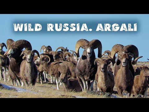 Аргали. Алтайский горный баран - самый крупный баран в мире. Argali. Altai Republic. Siberia.