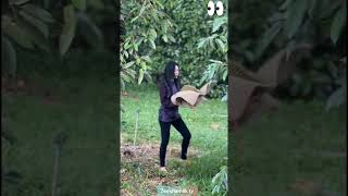 Catching a 3kg Durian Falling at 90km/h – The World’s Riskiest Fruit Harvest!
