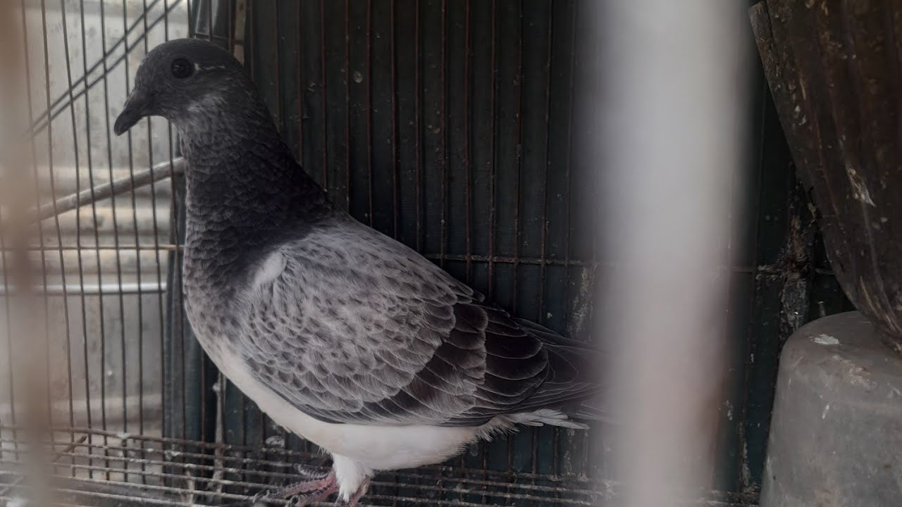 Massacred Lap....Ubos Ibon natin sa Legaspi,Albay