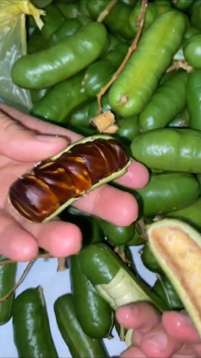 Kabau fruit/forest jengkol