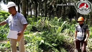 Tutorial Panen sawit part 5.A.  (Manajemen Pelepah dan Pruning / tunas) screenshot 5