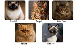 Top Cat Breeds Explained in 10 minutes