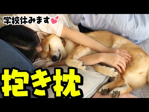 娘をダメにするモフモフ柴犬がこちらですT^T
