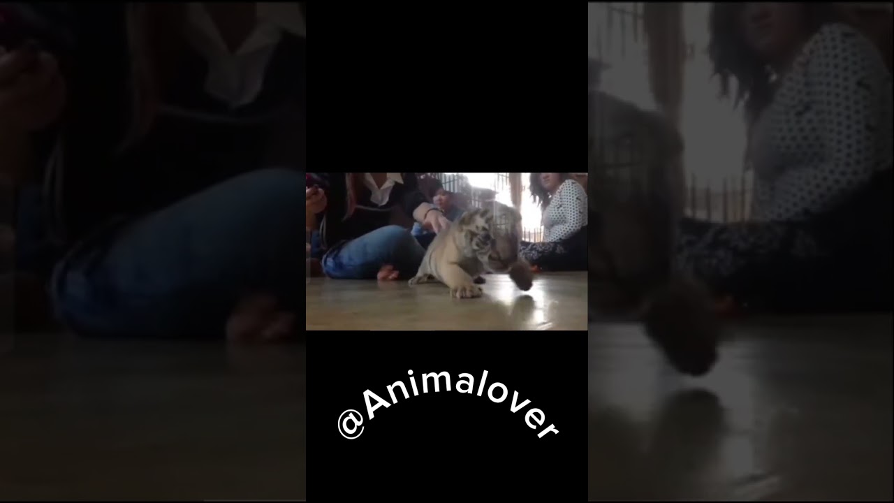 Before vs After growing Animals