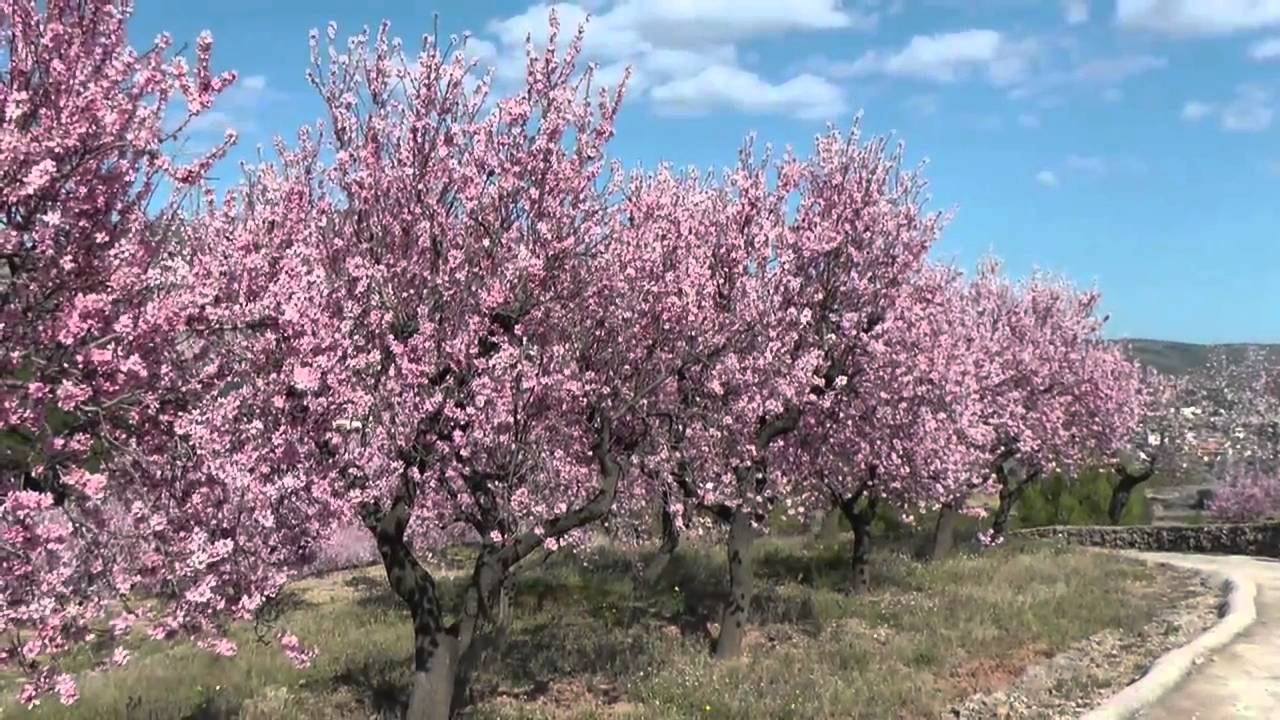 Mallorca Urlaub Zur Mandelblute 8 Mio Mandelbaume Tipp