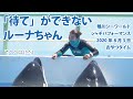 「待て」ができないルーナちゃん【2020年8月3日　おやつタイム　鴨川シーワールド　シャチパフォーマンス】Killer whale performance, Kamogawa Sea Worl