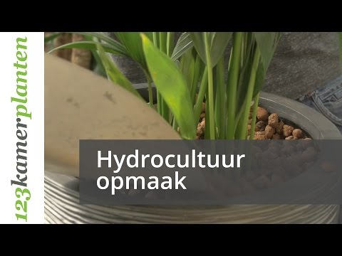Hydrocultuurplanten opmaken - 123kamerplanten
