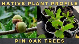 How to Grow Pin Oak Trees  Complete Profile / Germinate Acorn